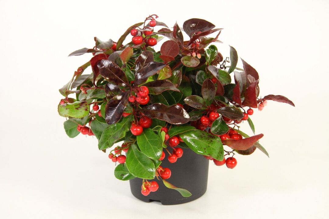 „Wintergreen“ yra pagrindinis „Osteflex“ komponentas